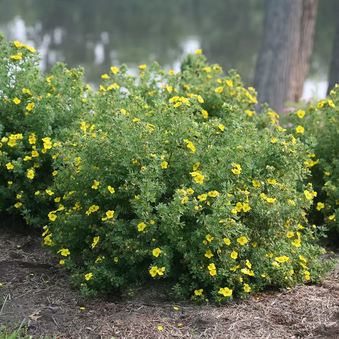 Trio of mounded Happy Face Yellow Potentilla near river